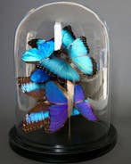 Papillon Support de corps entier pour taxidermie - Morpho