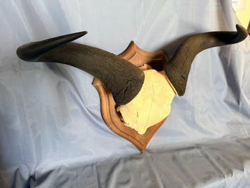 Gnou Support de corps entier pour taxidermie - Connochaetes, Nieuw
