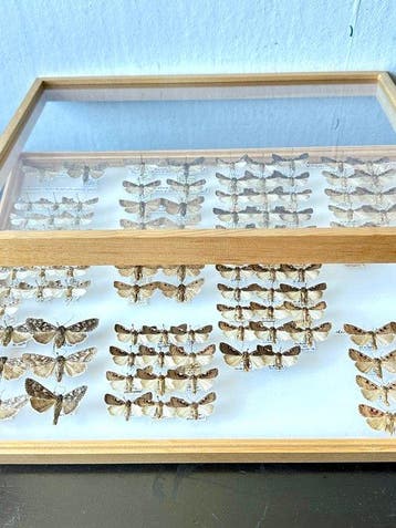 Historische insectendoos met 105 nachtvlinders-ex collectie, Nieuw