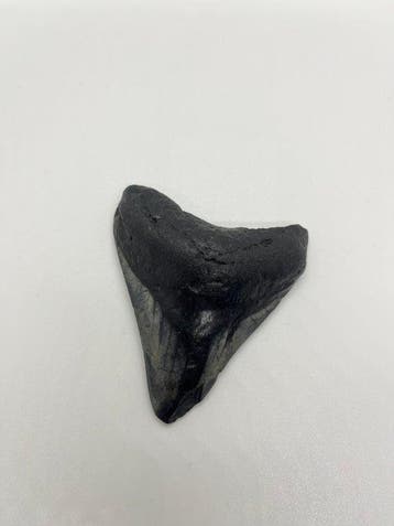 Megalodon - Fossiele tand - 8 cm - 6.5 cm (Zonder