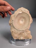 Carcharodon Wervel - Fossiel fragment - Carcharodon sp. - 14