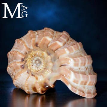 Prachtig Madagascar-verzamelstuk - Harpa Major - Shell -