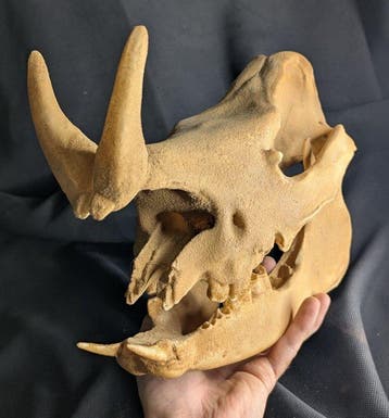 Crâne fossile - Minoceras - smallest Rhinoceros species -, Collections
