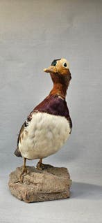 Automaton van een vogel in vogelkastje - Azië - 1970-1980 -, Nieuw