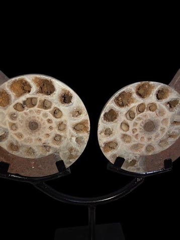 Decorative Ammonite halves on custom stand - Gefossiliseerde, Verzamelen, Mineralen en Fossielen