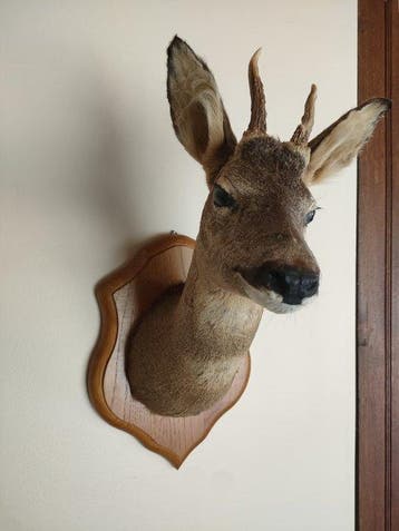 Ree Taxidermie volledige montage - Capreolus capreolus - 57