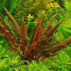 Cryptocoryne wendtii var. red (rubella) .- In Vitro, Dieren en Toebehoren, Verzenden, Nieuw