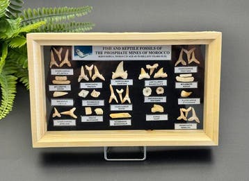 Requin, Mosasaurus, Enchodus, Corax et dautres - Dents, Collections