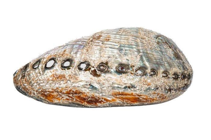 Haliotis corrugata GEPOLIJST  Pink Abalone / Geripptes, Verzamelen, Dierenverzamelingen