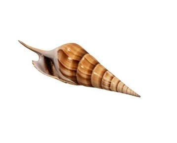 Tibia fusus 160 mm GEM schelp met operculum deksel