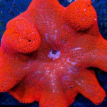 Stichodactyla Gigantea Ultra Red (Red Carpet Anemone) M (Cir, Dieren en Toebehoren