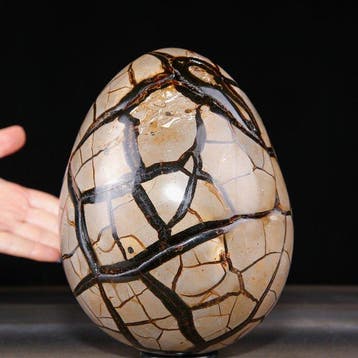 Groot geode-ei gepolijst in septaria – Dragon Stone