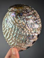 Roze abaloneschelp Zeeschelp - Haliotis Corrugata (Zonder, Verzamelen, Nieuw