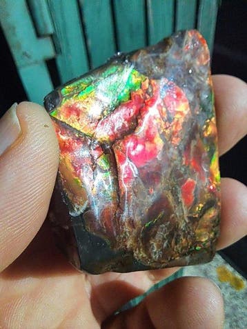 Ammoliet - Fossiel fragment - Placenticeras - 6.2 cm - 4.1