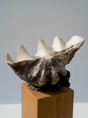 sculptuur, Coastal Grandeur: 60cm Statement Faux Clam Shell