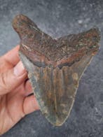 Megalodon - Fossiele tand - unique two tone! multicolor back, Verzamelen