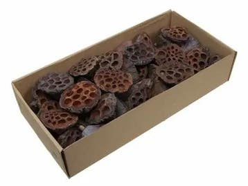 Lotus Naturel 5–7 cm doos ca. 40 stuks, Nieuw