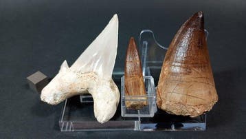 Requin, plésiosaure et mosasaure - Dents fossiles - Otodus, Collections