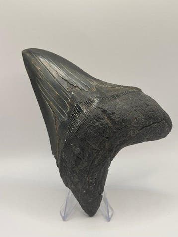 Megalodon - Fossiele tand - Otodus Megalodon - 12.82 cm