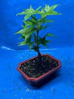 Liguster bonsai (Ligustrum) - Hoogte (boom): 25 cm - Diepte