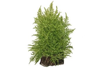 Tropica Taxiphyllum alternans Taiwan moss 1-2-grow, Dieren en Toebehoren, Verzenden, Nieuw