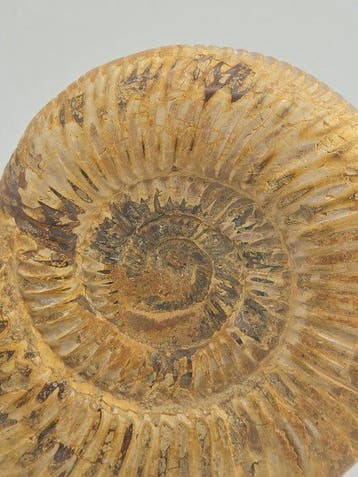 Ammoniet - Gefossiliseerd dier - Ammonite Fossil –, Collections, Minéraux & Fossiles