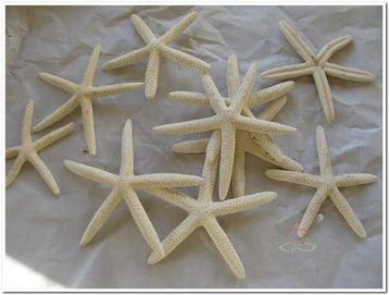 Zeester Starfish Wit 5-7 cm 20 stuks, Nieuw