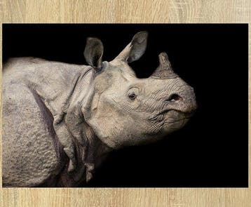 Marco Simoni -  Rhinoceros unicornis