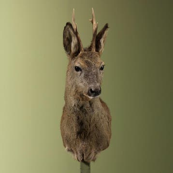 Reebok Wintervacht Taxidermie Opgezette Dieren By Max, Ophalen of Verzenden, Opgezet dier