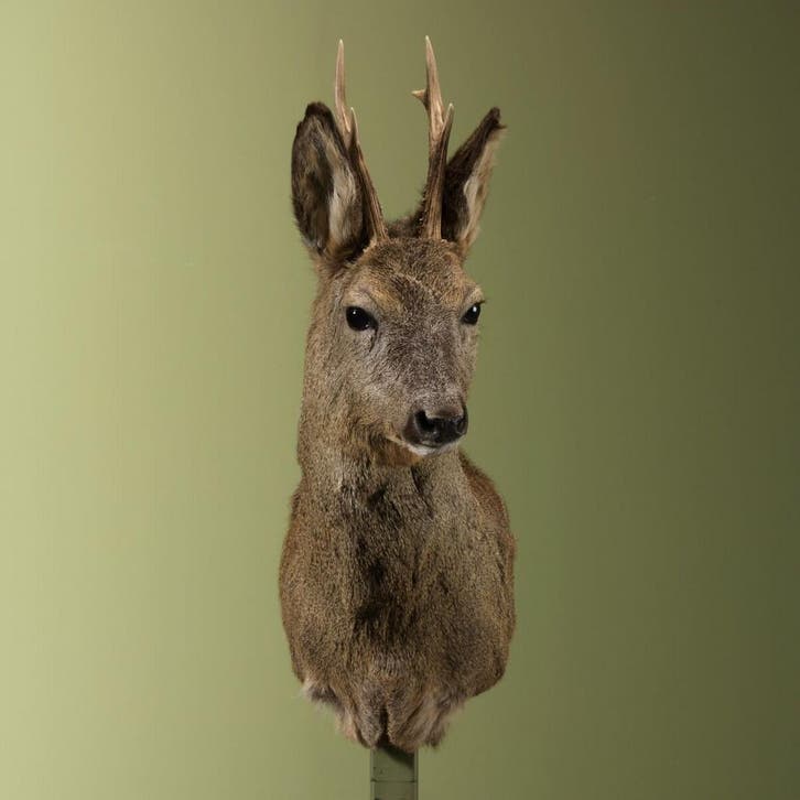 Reebok Wintervacht Taxidermie Opgezette Dieren By Max, Collections, Collections Animaux, Enlèvement ou Envoi
