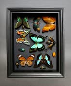 Vlinder Taxidermie volledige montage - Papilio albertisi,