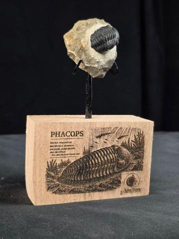 Trilobiet - Gefossiliseerd dier - Phacops (Zonder