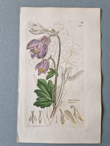 Lot with 24 plates from Sowerbys English Botany or Coloured