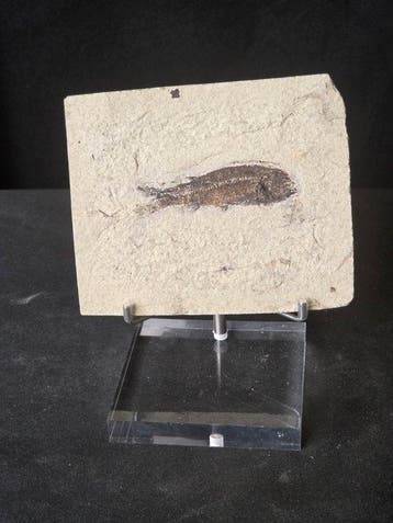 Vis - Gefossiliseerd dier - Fossil Fish – Lycoptera muroii –