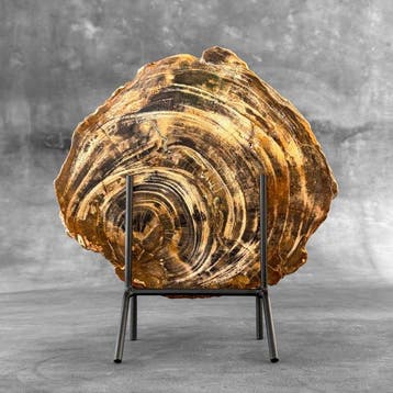 Magnifique tranche de bois pétrifié sur un socle