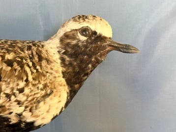 Pivieressa Taxidermie volledige montage - Pluvialis