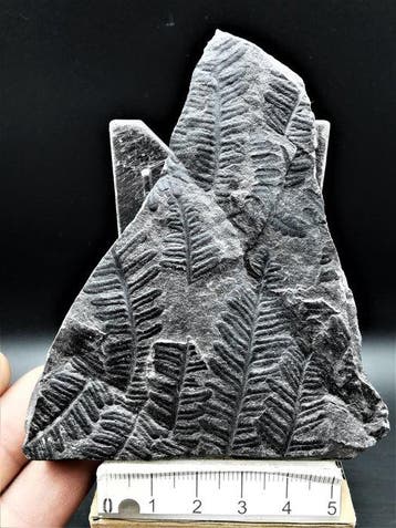 Varen - Gefossiliseerde plant - Lobatopteris miltoni (Artis
