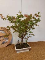 Japanese maple bonsai (Acer palmatum) - Hauteur (arbre) : 54