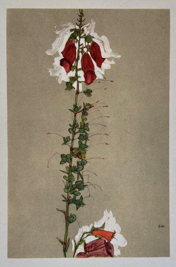 Egon Schiele (1890-1918), after - Roter Fingerhut