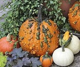 Warty Goblin PMT F1 Halloween pompoen basiseenheid zaden, Nieuw