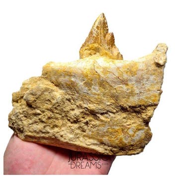 Grote basilosauride cf Pappocetus (walvisvoorouder) molare