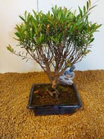 syzygium - Hoogte (boom): 24 cm - Diepte (boom): 18 cm -