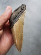 Megalodon - Fossiele tand - 120 mm - 78 mm, Verzamelen