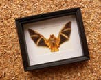 Painted Vesper Bat - framed Taxidermie volledige montage -, Antiek en Kunst