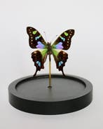 Papillon Support de corps entier pour taxidermie - Graphium, Antiquités & Art