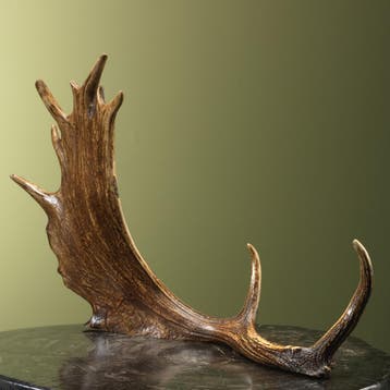 Damhert Geweistang ,KG Taxidermie Opgezette Dieren By Max, Ophalen of Verzenden, Nieuw, Wild dier, Opgezet dier