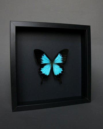 Vlinder Taxidermie volledige montage - Papilio Ulysses - 23