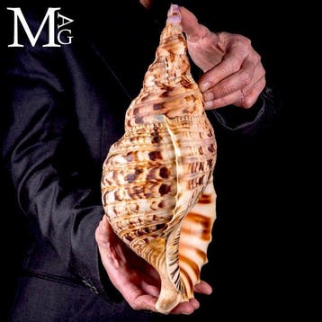 Opmerkelijke reusachtige Triton-schelp uit Madagaskar -