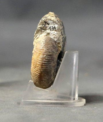 Mooi geprepareerde Bathonische ammoniet - Gefossiliseerd