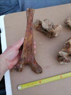 Mammouth laineux - Os fossilisé - Mammuthus primigenius, Collections